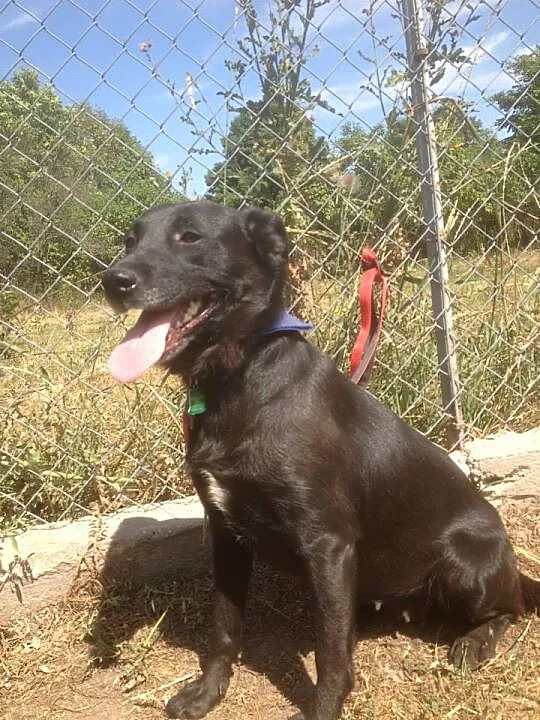 Mia – młoda suczka do adopcji