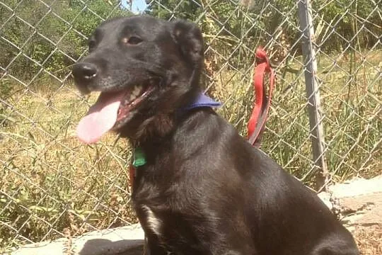 Mia – młoda suczka do adopcji