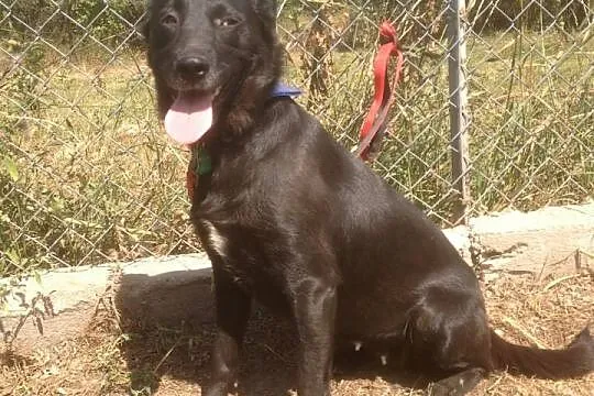 Mia – młoda suczka do adopcji