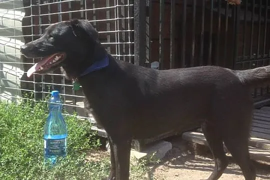 Mia – młoda suczka do adopcji