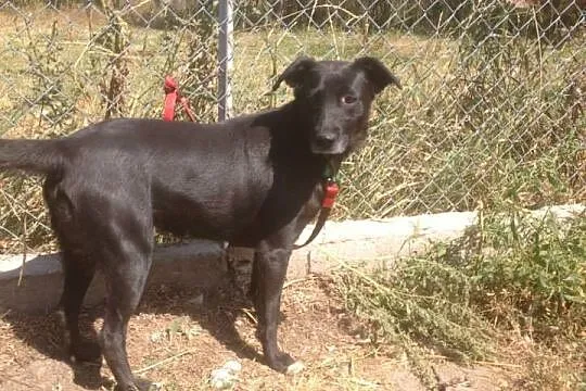 Mia – młoda suczka do adopcji