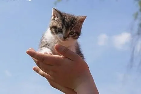 6 tygodniowe koteczki do adopcji!,  Koty pospolite