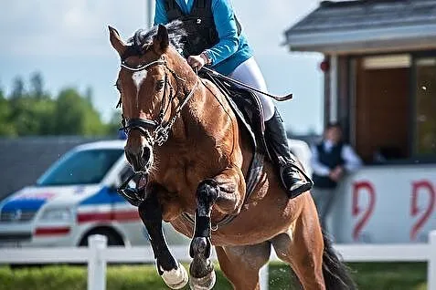 Piękna, rodzinna, doświadczona w sporcie klacz do kochania, rekreacji i sportu !, , 