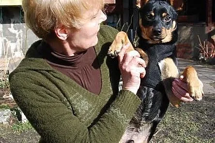 Pimuś, młodziutki kundelek w typie ratlerka prosi 