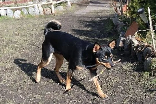 Pimuś, młodziutki kundelek w typie ratlerka prosi 