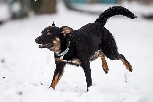 Kto dogoni psa GRANATA i pokocha jak wariata ?!,  