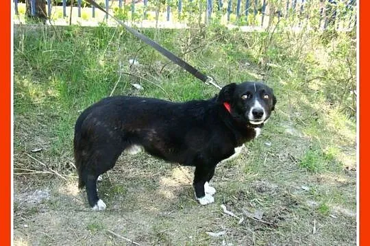 Jamnikowaty,sympatyczny psiak BLEK,wesoły,towarzyski_Adopcja_