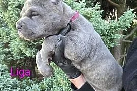 American Bandog Cane