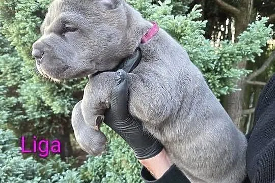 American Bandog Cane
