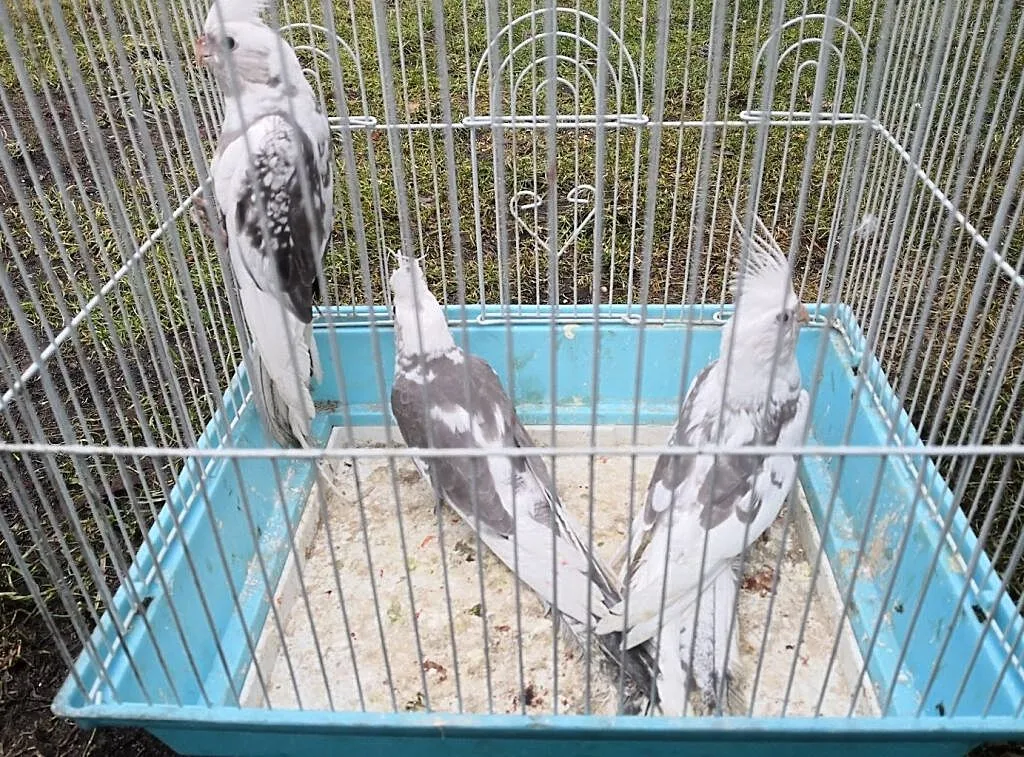 Nimfy białogłowe, 2018 obrączkowane, Mazowieckie, Otwock
