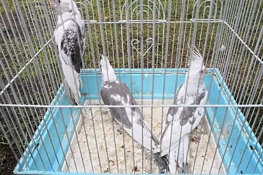 Nimfy białogłowe, 2018 obrączkowane, Mazowieckie, Otwock
