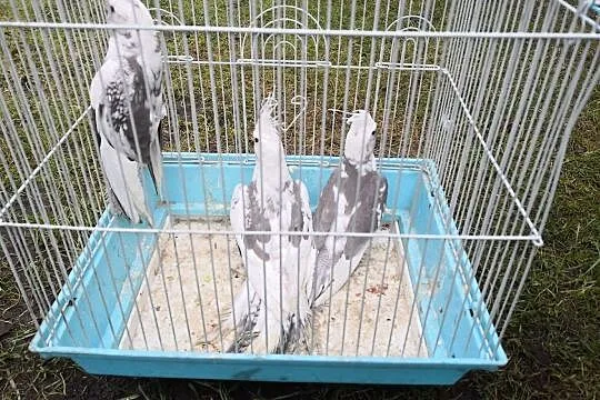 Nimfy białogłowe, 2018 obrączkowane, Mazowieckie, Otwock