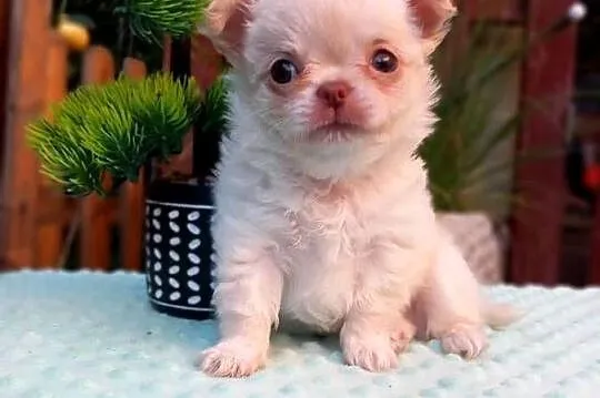 Chihuahua długowłosy, Opolskie, Strzelce Opolskie
