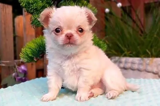 Chihuahua długowłosy, Opolskie, Strzelce Opolskie