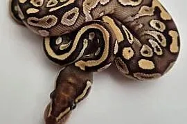 Pyton królewski Mojave Pastel YB 100% het. Piebald samiec