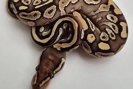 Pyton królewski Mojave Pastel YB 100% het. Piebald samiec