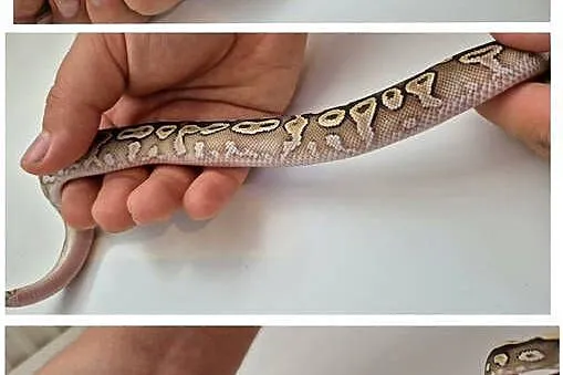 Pyton królewski Mojave Pastel YB 100% het. Piebald samiec, Kujawsko-pomorskie, Golub-Dobrzyń