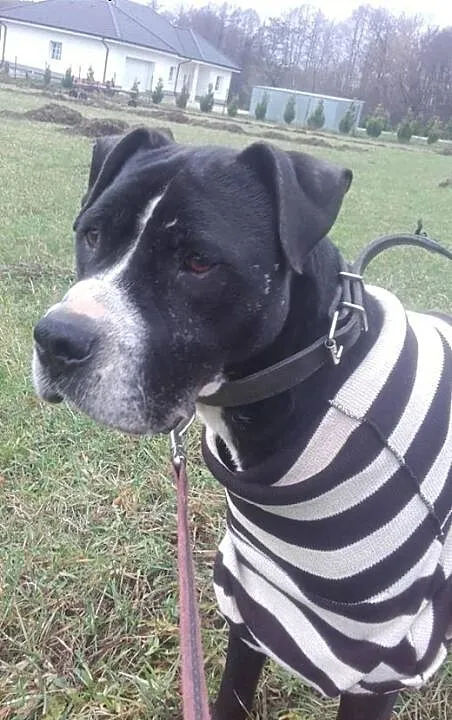 Amadaeusz - przepiękny dostojny i łagodny AMSTAFF