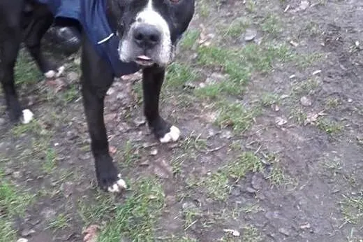 Amadaeusz - przepiękny dostojny i łagodny AMSTAFF 