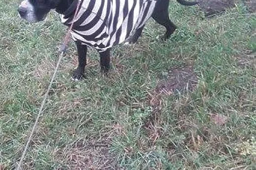 Amadaeusz - przepiękny dostojny i łagodny AMSTAFF 