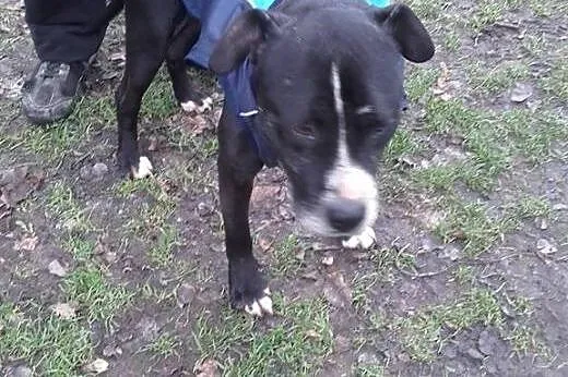 Amadaeusz - przepiękny dostojny i łagodny AMSTAFF 