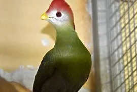 Turaco Angolskie para ( Tauraco erythrolophus)