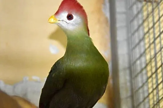 Turaco Angolskie para ( Tauraco erythrolophus)