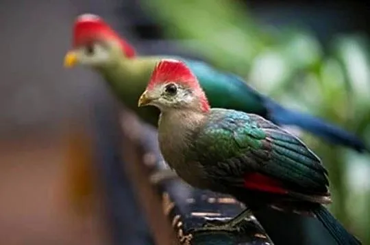 Turaco Angolskie para ( Tauraco erythrolophus), Wielkopolskie, Oborniki