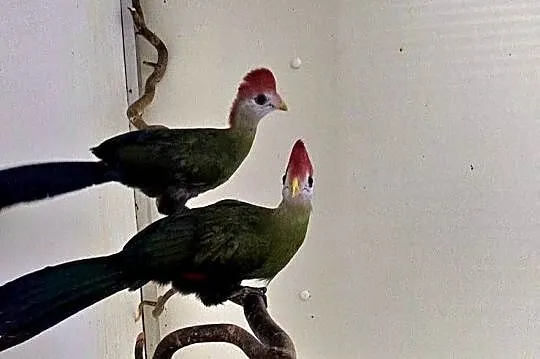Turaco Angolskie para ( Tauraco erythrolophus), Wielkopolskie, Oborniki