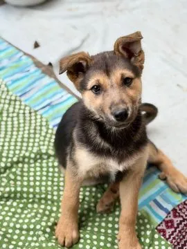 Lola - 4 miesięczny SZCZENIAK szuka domu!  CZY NAPRAWDĘ NIKT NIE CHCE JEJ POKOCHAĆ? Lola to jeszcze, , Warszawa
