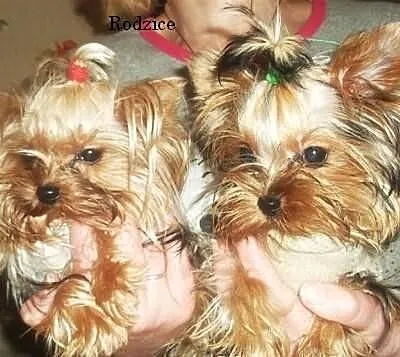 Yorki