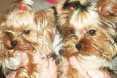 yorki