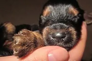 Yorki