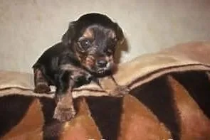 Yorki