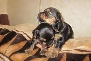 Yorki