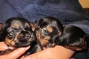 Yorki