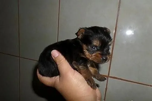 Yorki