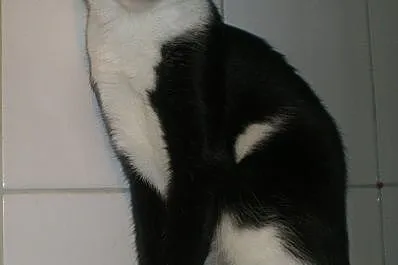 Kocurek jak tasiemka,  małopolskie Kraków