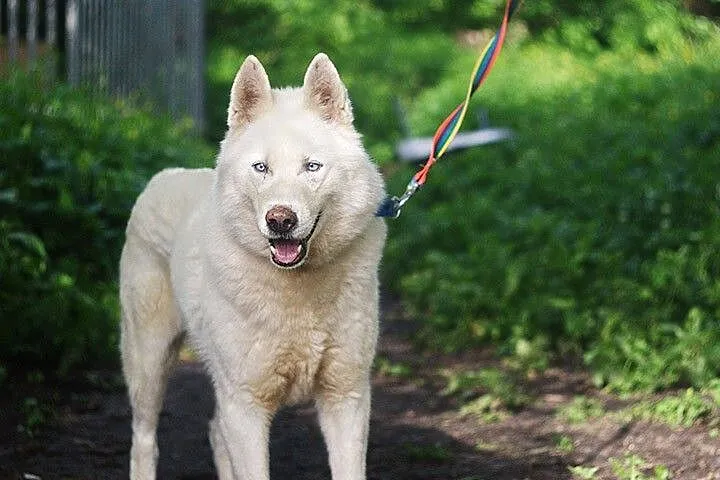 Pogodny, grzeczny Neon - niebieskooki husky ADOPCJ