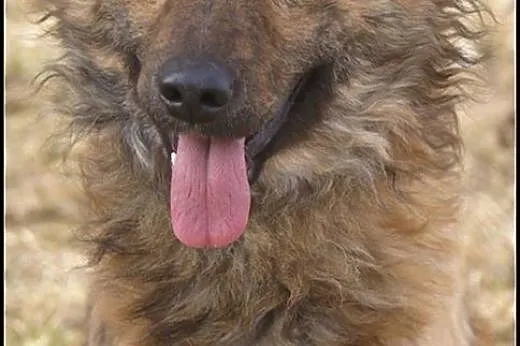 Carlos młody, uroczy psiak szuka domku,  mazowieck