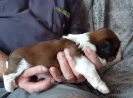 Mamy piekne szczeniaczki Shih Tzu !!!...... email... : {{emanuellepatricia71@gmail.com}}