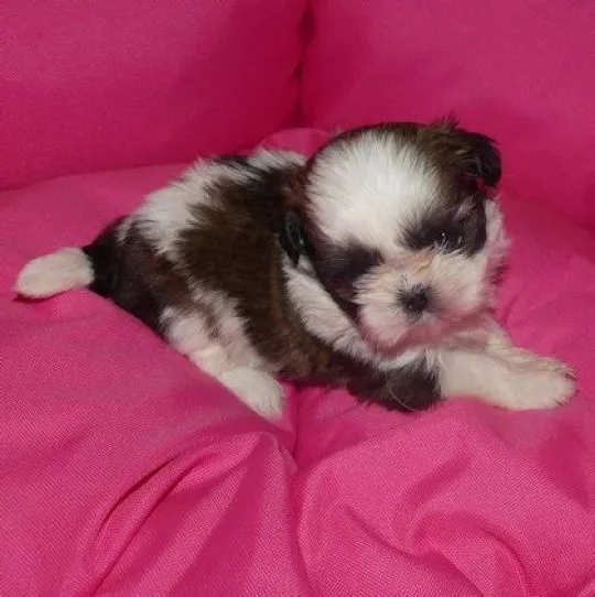 Mamy piekne szczeniaczki Shih Tzu !!!...... email... : {{emanuellepatricia71@gmail.com}}, , Czeszów