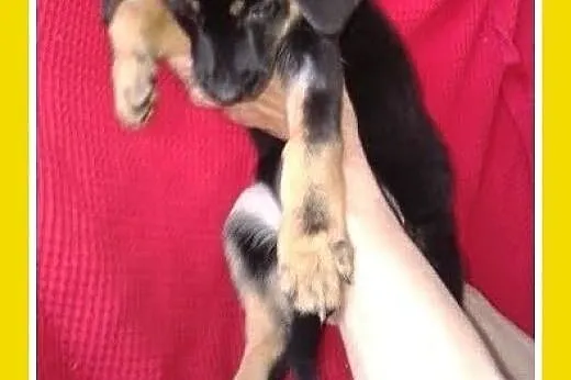 4 mies. szczeniak,suczka,kundelek,mieszaniec w typie gończego,srednia.ADOPCJA,  mazowieckie Warszawa