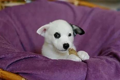 Panda - niezwykłej urody szczeniaczek w typie husk