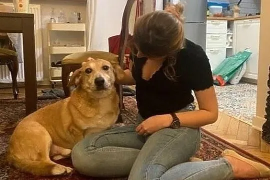 BENIAMIN wspaniały psiak nie ma w życiu szczęścia daj mu kochający domek na jaki zasługuję, Mazowieckie, Warszawa