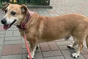BENIAMIN wspaniały psiak nie ma w życiu szczęścia daj mu kochający domek na jaki zasługuję, Mazowieckie, Warszawa