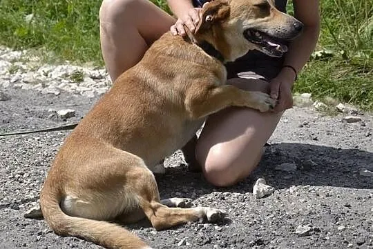 BENIAMIN wspaniały psiak nie ma w życiu szczęścia daj mu kochający domek na jaki zasługuję, Mazowieckie, Warszawa