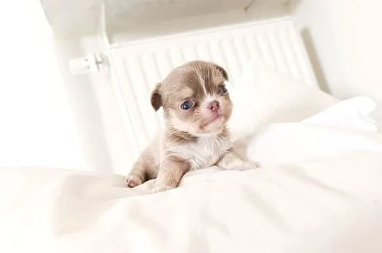 Chihuahua długowłosa, Mazowieckie, Warszawa