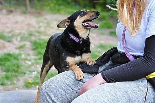 Niezwykle łagodna Łopata, suczka która cudem unikn