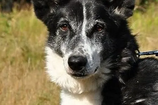 Towarzyska, grzeczna Aria :),  warmińsko-mazurskie